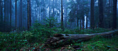 Mystische Stimmung im Morgengrauen mit Nebel im urwüchsiger Wald des Nationalpark Sächsische Schweiz und umgestürztem Baum im Vordergrund, Sachsen, Deutschland