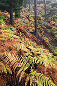 Urwüchsiger Wald mit einem Teppich aus Farnen im Nationalpark Sächsische Schweiz im Herbst, Sachsen, Deutschland