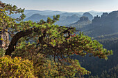 Wetterkiefer über dem kleinen Zschand in Morgensonne, Felsen im Hintergrund, Kleiner Winterberg, Nationalpark Sächsische Schweiz, Sachsen, Deutschland