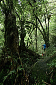 Young man running through a jungle, Dominica, Lesser Antilles, Caribbean