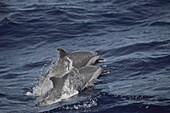 Two swimming dolphins, Dominica, Lesser Antilles, Caribbean