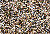 Muscheln und Sand, Sandstrand, Domburg, Nordsee-Küste, Provinz Seeland, Niederlande