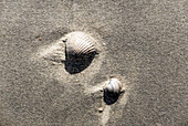 Muscheln und Sand, Sandstrand, Domburg, Nordsee-Küste, Provinz Seeland, Niederlande