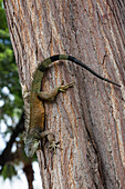 Land iguana (Iguana iguana) climbs down tree at Bolivar Park, Guayaquil, Guayas, Ecuador