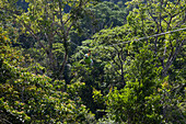 Mann während einer Zipline-Tour über den Baumwipfeln vom Regenwald, Golfito, Puntarenas, Costa Rica, Mittelamerika