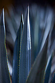 Detail of Agave plant at Leyva Boutique Tequila Distillery, near Puerto Vallarta, Jalisco, Mexico