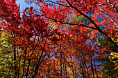 Herbstfarben waehrend des Indian Summer at Saint Adele, Provinz Quebec, Kanada