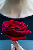 Woman holding single rose, cropped