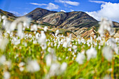 Blooming cotton grass in front of colorful volcanic mountains, Landmannalaugar, Highlands, Southern Island, Iceland, Europe