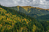 Berglandschaft mit herbstlich gefärbte Bäumen und Tien Shan Fichten, Kolsay Seen Nationalpark, Region Almaty, Tien Shan Gebirge, Tian Shan, Kasachstan, Zentralasien, Asien