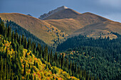 Berglandschaft mit herbstlich gefärbte Bäumen und Tien Shan Fichten, Kolsay Seen Nationalpark, Region Almaty, Tien Shan Gebirge, Tian Shan, Kasachstan, Zentralasien, Asien