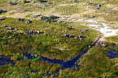 Elefanten im Okavangodelta, Maun, Okavangobecken, Botswana