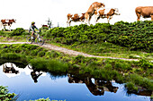 Mountainbiker und sich paarende Kühe im Bikepark Saalbach-Hinterglemm, Salzburg, Österreich