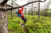young woman doing pull-ups in a moorland forest, Berg, Upper Bavaria, Germany
