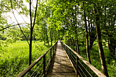 Wooden jetty and reeds, Lake Idro, Baitoni, Trentino, Italy