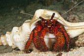 Red Hermit Crab, Dardanus megistos, Triton Bay, West Papua, Indonesia