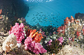 Buntes Korallenriff, Triton Bay, West Papua, Indonesien