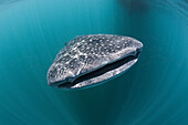 Whale Shark, Rhincodon typus, Triton Bay, West Papua, Indonesia