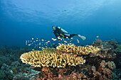 Taucher am Riff, Tanimbar Inseln, Molukken, Indonesien