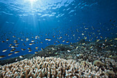 Chromis ueber Korallenriff, Chromis sp., Kai Inseln, Molukken, Indonesien