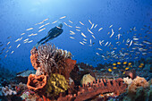 Taucher ueber Korallenriff, Kai Inseln, Molukken, Indonesien