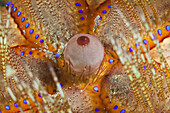 Detail of Fire Urchin, Asthenosoma varium, Ambon, Moluccas, Indonesia