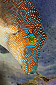 Fingerprint Toby, Canthigaster compressa, Ambon, Moluccas, Indonesia