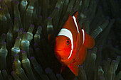Spinecheek Clownfisch, Premnas aculeatus, Ambon, Moluccas, Indonesia