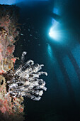 Crinoid under a Jetty, Comanthina sp., Ambon, Moluccas, Indonesia