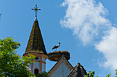 Störche in Raisting/Pähl am Ammersee, Oberbayern, D