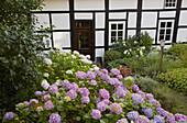 Timber-framed house with hydrangea at Tecklenburg , Muensterland , Tecklenburgerland , North Rhine-Westphalia , Germany , Europe