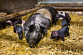 Historic pig breed, Angeln Saddleback, Ekenis, Schlei Fjord, Baltic Coast, Schleswig-Holstein, Germany