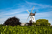 Steinadler Windmill, Westerholz, Baltic Coast, Schleswig-Holstein, Germany