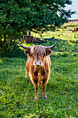 Galloway cattle, Holnis penninsula, Baltic Coast, Schleswig-Holstein, Germany
