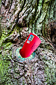 Love letterbox in the forest, bridegrooms oak, Dodauer Forst, Eutin, Schleswig-Holstein, Germany