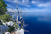 Juniper tree above the sea in the mountainous coastal landscape, Golfo di Orosei, Selvaggio Blu, Sardinia, Italy, Europe