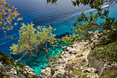 Olive tree on the mountainous coast above the sea, Motor yacht passing by, Golfo di Orosei, Selvaggio Blu, Sardinia, Italy, Europe