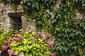 Fenster mit Hortensien, lat. hydrangea, wilder Wein, Altstadt, Sault, Vaucluse, Provence, Frankreich