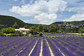 Lavendelfeld, Lavendel, lat. Lavendula angustifolia, Landhaus, Banon, Dorf, Alpes-de-Haute-Provence, Provence, Frankreich, Europa