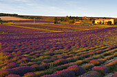 Lavendelfelder, Lavendel, lat. Lavendula angustifolia, Landhaus, b. Sault, Vaucluse, Provence, Frankreich, Europa