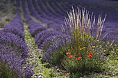 Mohnblumen in einem Lavendelfeld, Mohnblüte, Lavendel, lat. Lavendula angustifolia, b. Sault, Vaucluse, Provence, Frankreich, Europa