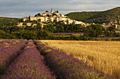 Weizenfeld, Lavendelfeld, Lavendel, lat. Lavendula angustifolia, Banon, Dorf, Alpes-de-Haute-Provence, Provence, Frankreich, Europa