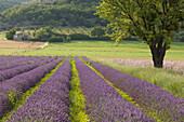 Lavendelfeld, Lavendel, lat. Lavendula angustifolia, Baum, Landhaus, bei Banon, Alpes-de-Haute-Provence, Provence, Frankreich, Europe