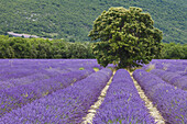 Baum, Lavendelfeld, Lavendel, lat. Lavendula angustifolia, bei Banon, Alpes-de-Haute-Provence, Provence, Frankreich, Europa