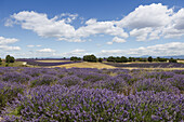 Lavendelfeld, Lavendel, lat. Lavendula angustifolia, Hochebene von Valensole, Plateau de Valensole, b. Valensole, Alpes-de-Haute-Provence, Provence, Frankreich, Europa