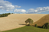 Weizenfeld, Baum, Hochebene von Valensole, Plateau de Valensole, b. Valensole, Alpes-de-Haute-Provence, Provence, Frankreich, Europa