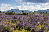 lavender field, lavender, lat. Lavendula angustifolia, tree, high plateau of Valensole, Plateau de Valensole, near Valensole, Alpes-de-Haute-Provence, Provence, France, Europe
