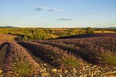 Lavendelfeld, Lavendel, lat. Lavendula angustifolia, Hochebene von Valensole, Plateau de Valensole, b. Valensole, Alpes-de-Haute-Provence, Provence, Frankreich, Europa