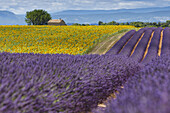 sunflower field, sunflowers and lavender field, lavender, lat. Lavendula angustifolia, house, high plateau of Valensole, Plateau de Valensole, near Valensole, Alpes-de-Haute-Provence, Provence, France, Europe