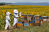 beekeepers working on a beehive in a sunflower field, apiary site, honeycomb with bees, high plateau of Valensole, Plateau de Valensole, near Valensole, Alpes-de-Haute-Provence, Provence, France, Europe